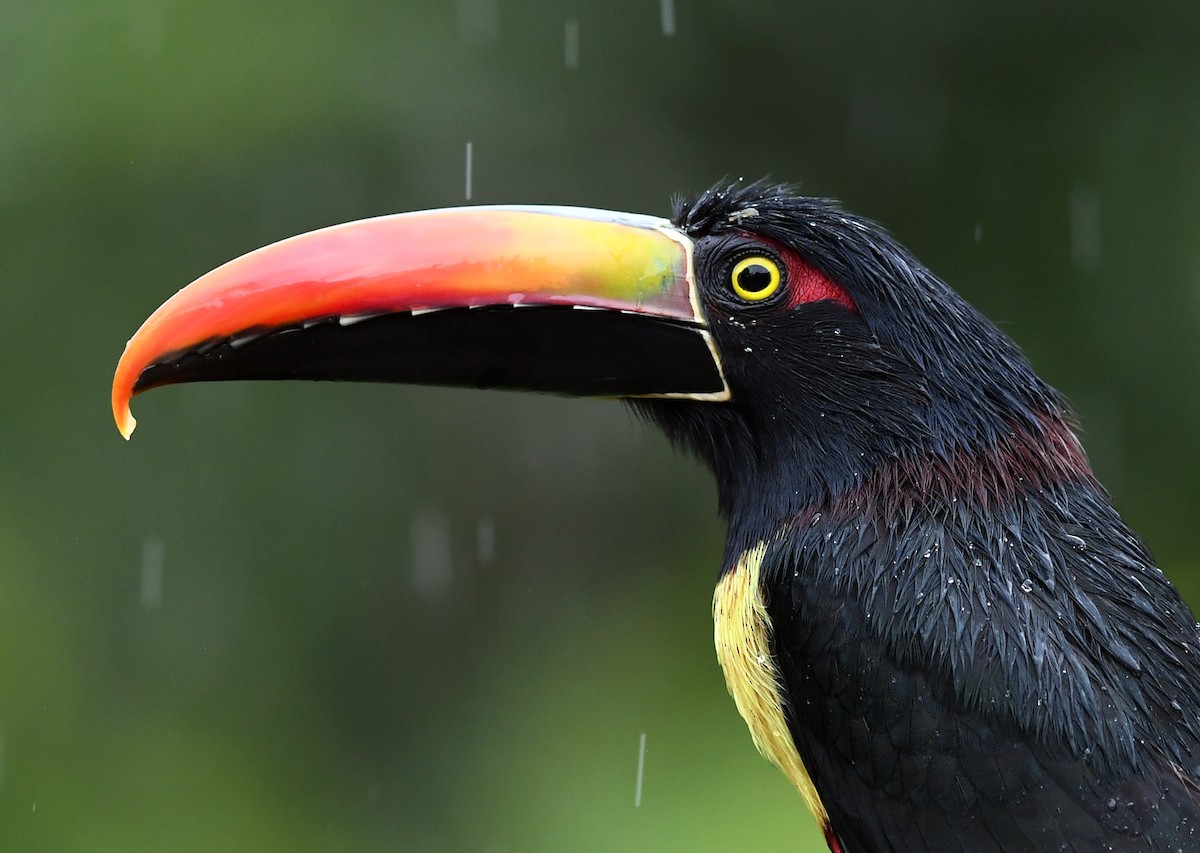 Fiery-billed Aracari - Joshua Vandermeulen