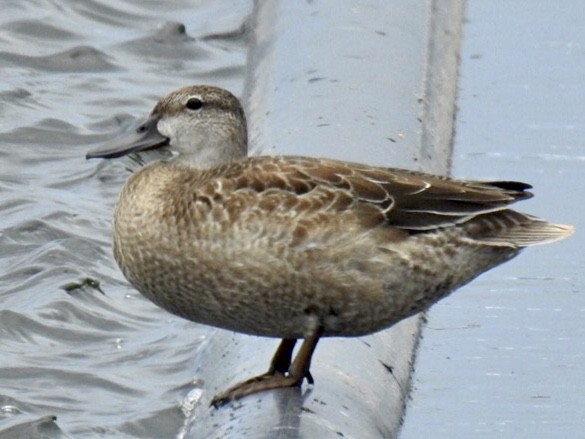 Blue-winged Teal - Ron Pozzi