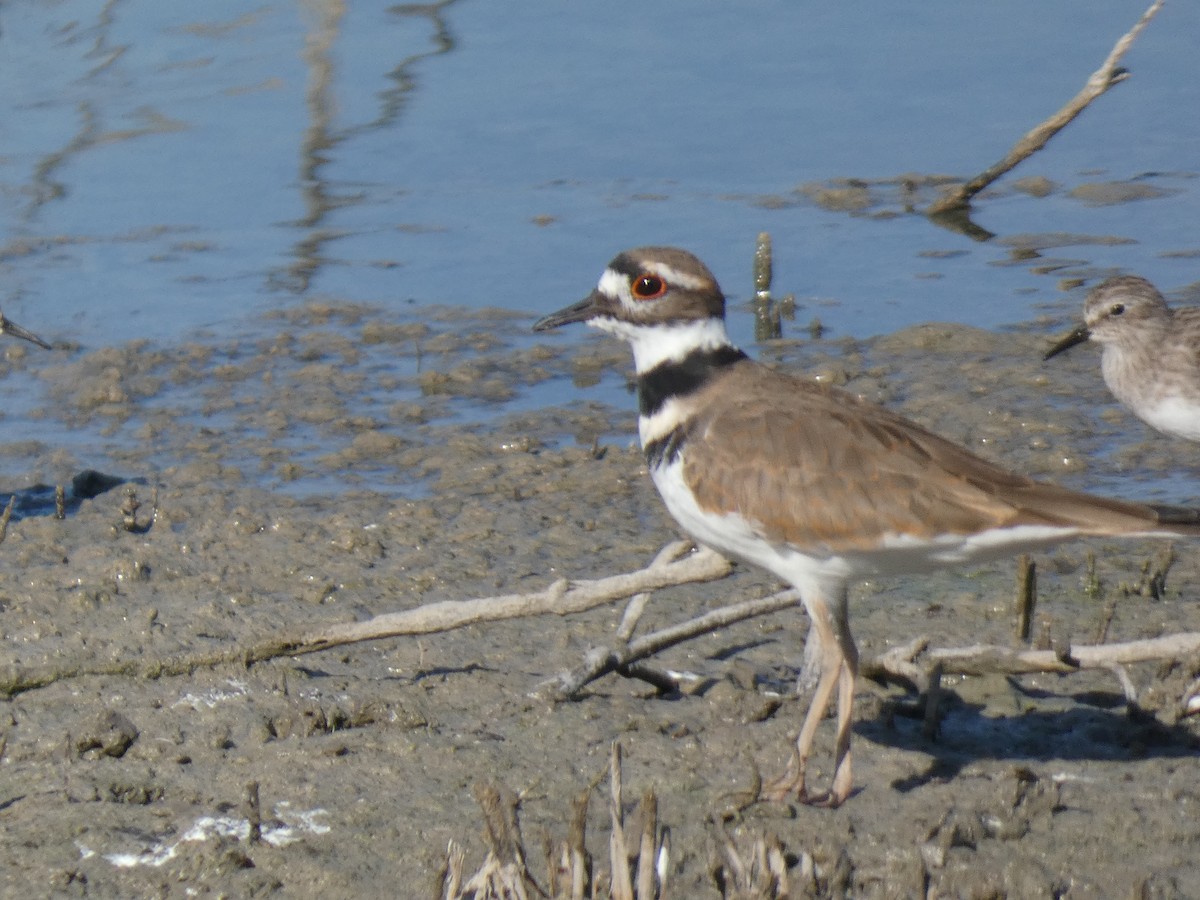 Killdeer - ML375132201