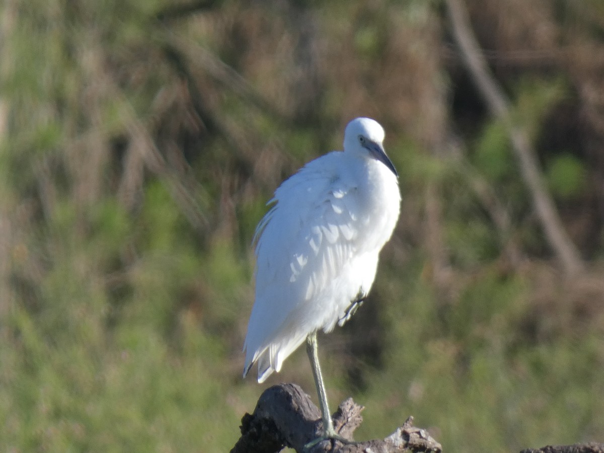 Little Blue Heron - ML375132631