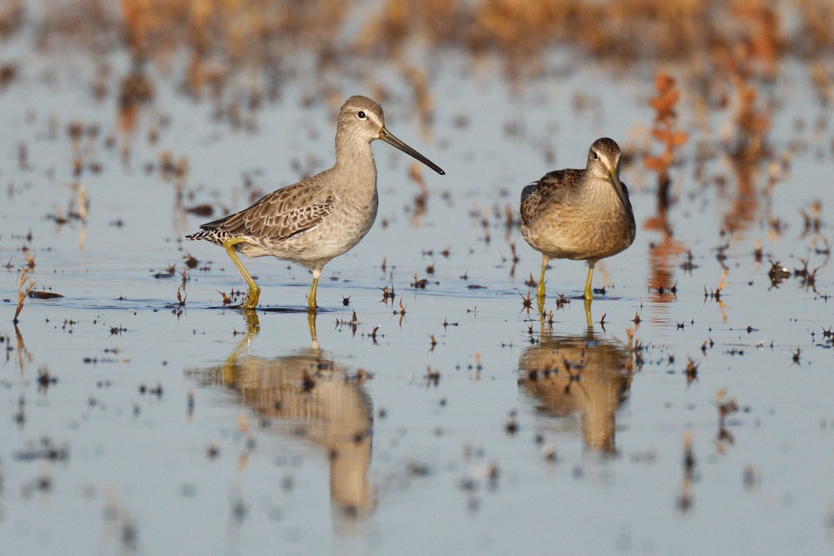 Long-billed Dowitcher - ML375133491
