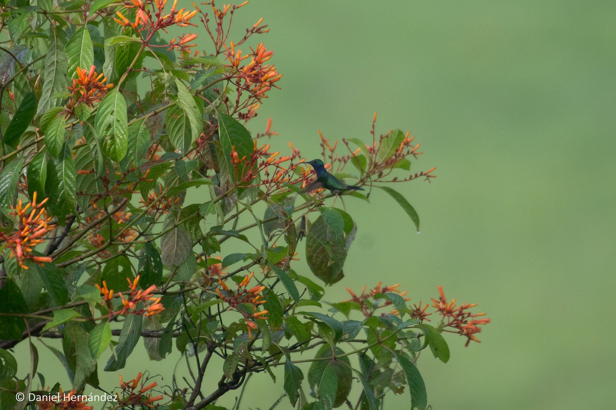 Sapphire-throated Hummingbird - ML375133501