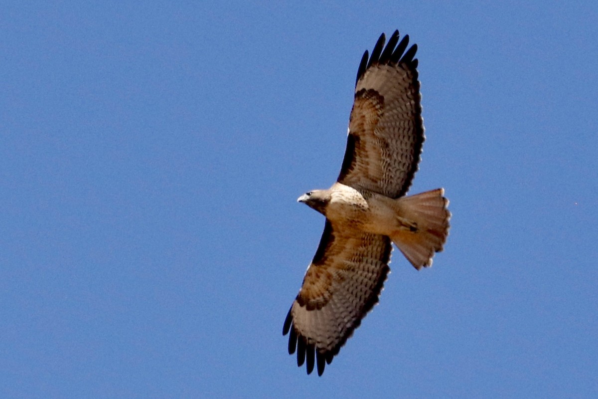 Red-tailed Hawk - ML375133561