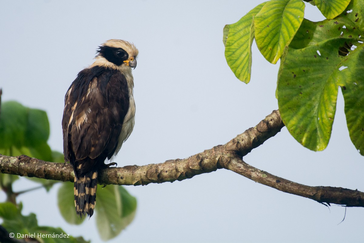 Laughing Falcon - ML375133601
