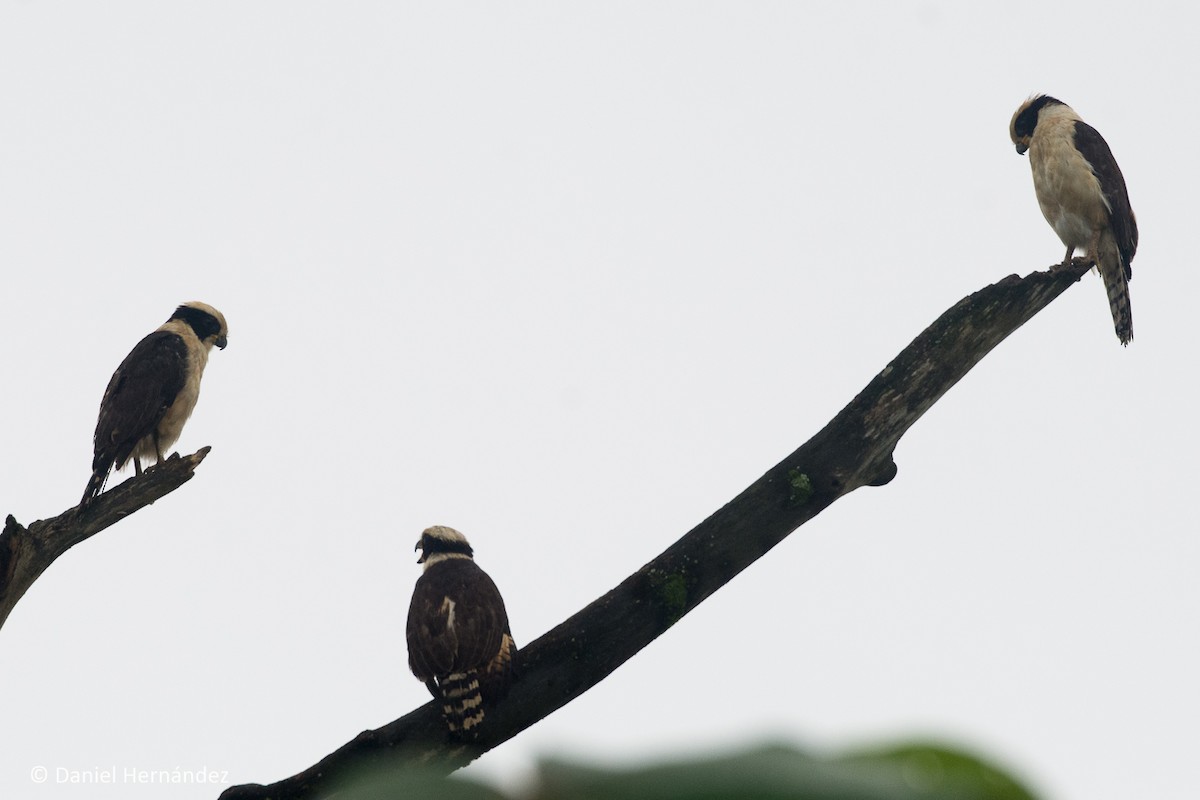 Laughing Falcon - ML375133621