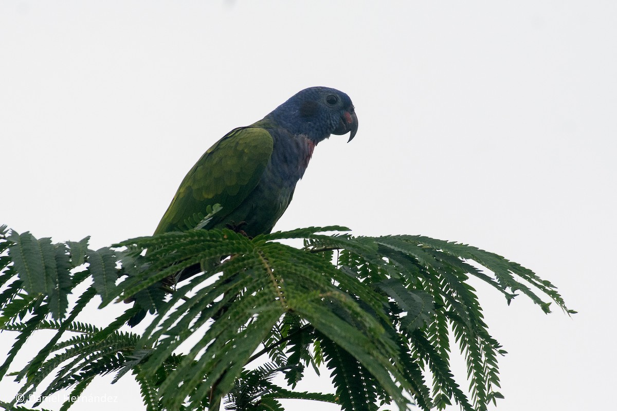 Blue-headed Parrot - ML375133671
