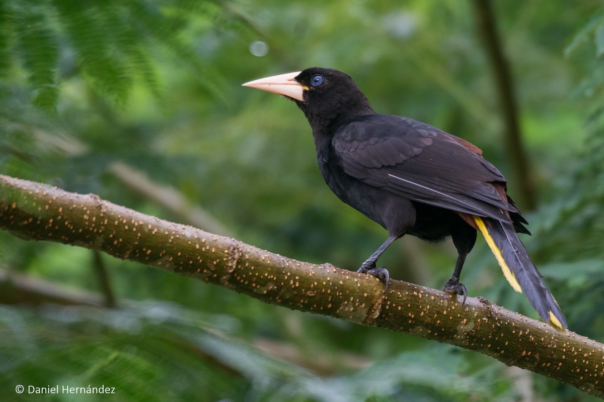 Crested Oropendola - ML375133971
