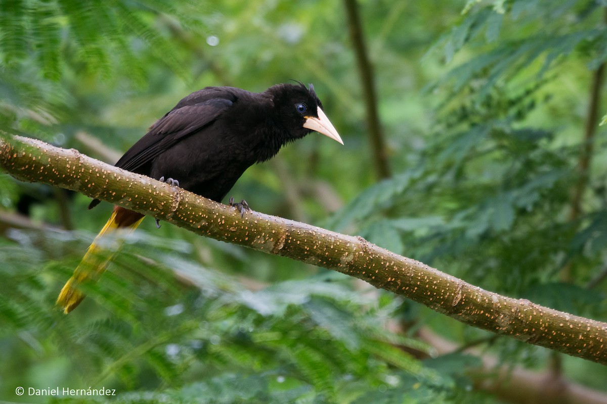 Crested Oropendola - ML375133991