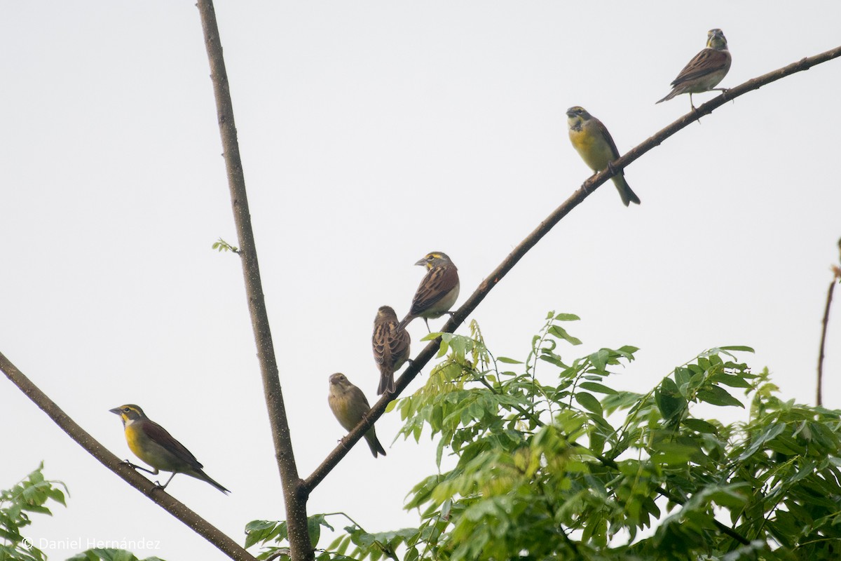 Dickcissel - ML375134041