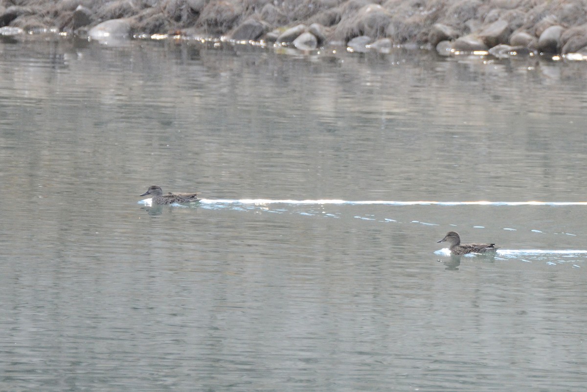 Green-winged Teal (American) - ML375135131