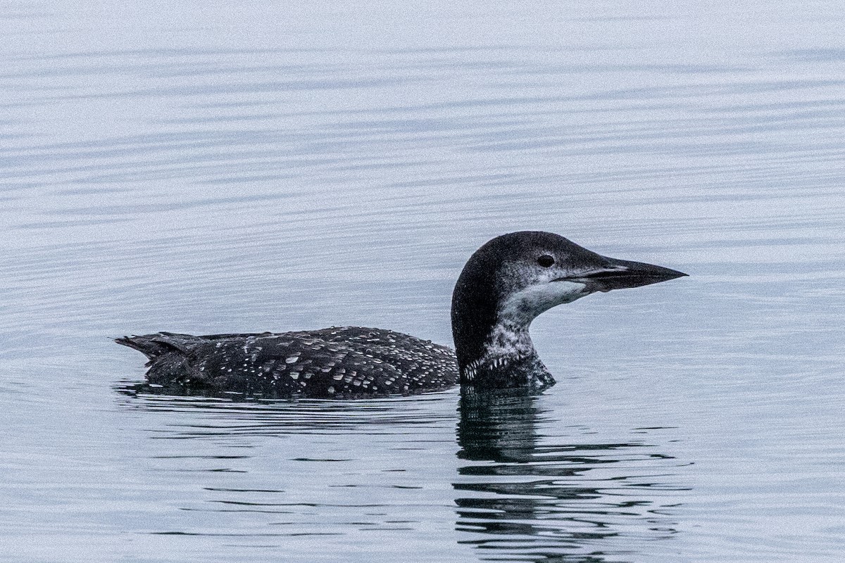 Common Loon - ML375135241