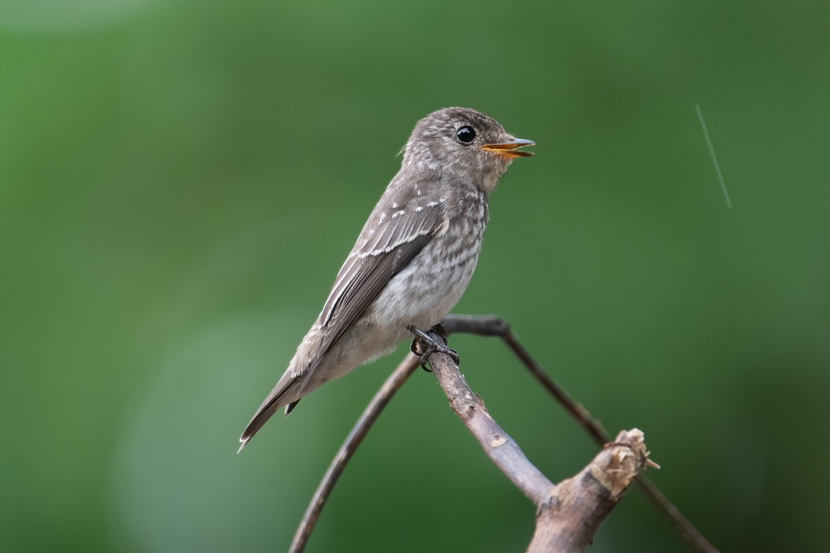 Dark-sided Flycatcher - Mike Hooper