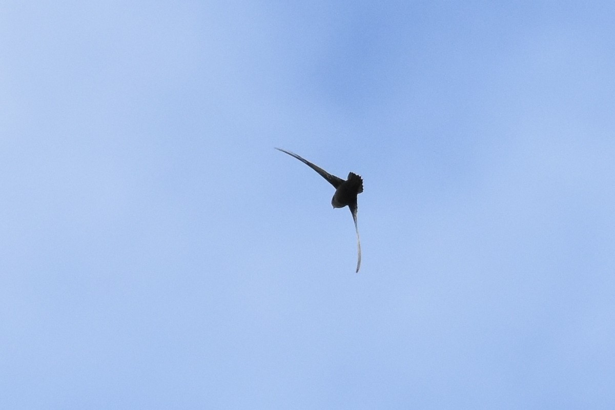 Chimney Swift - ML37513571