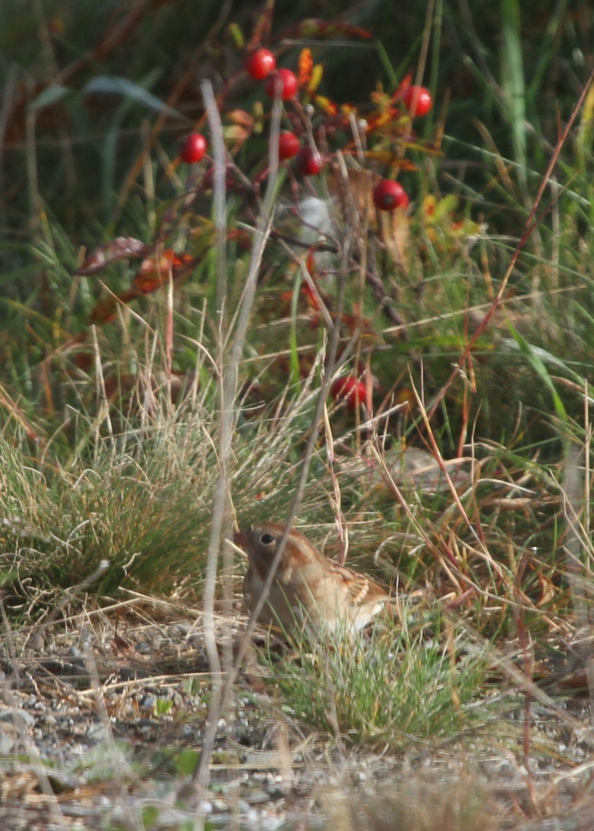 Field Sparrow - ML37513691