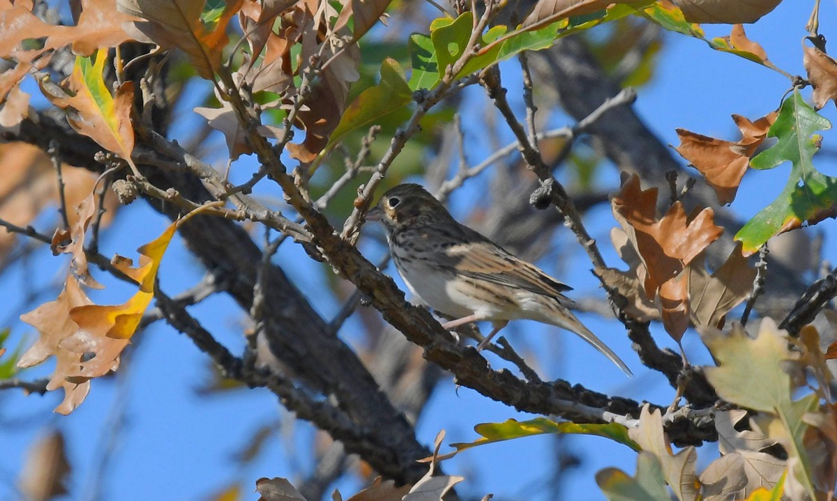 Vesper Sparrow - ML375137301