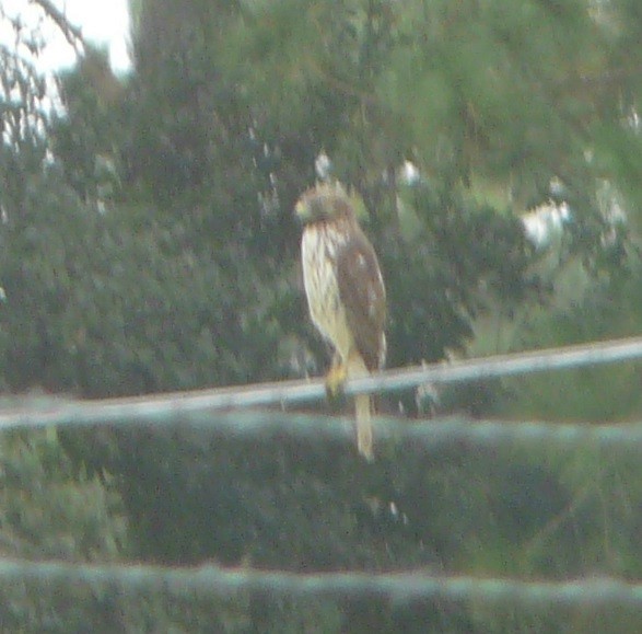 Red-shouldered Hawk - ML375139611