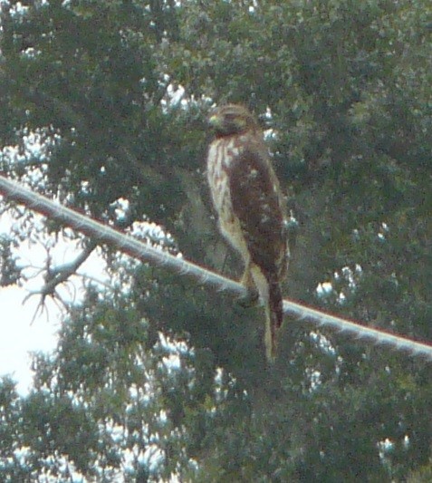 Red-shouldered Hawk - ML375139641