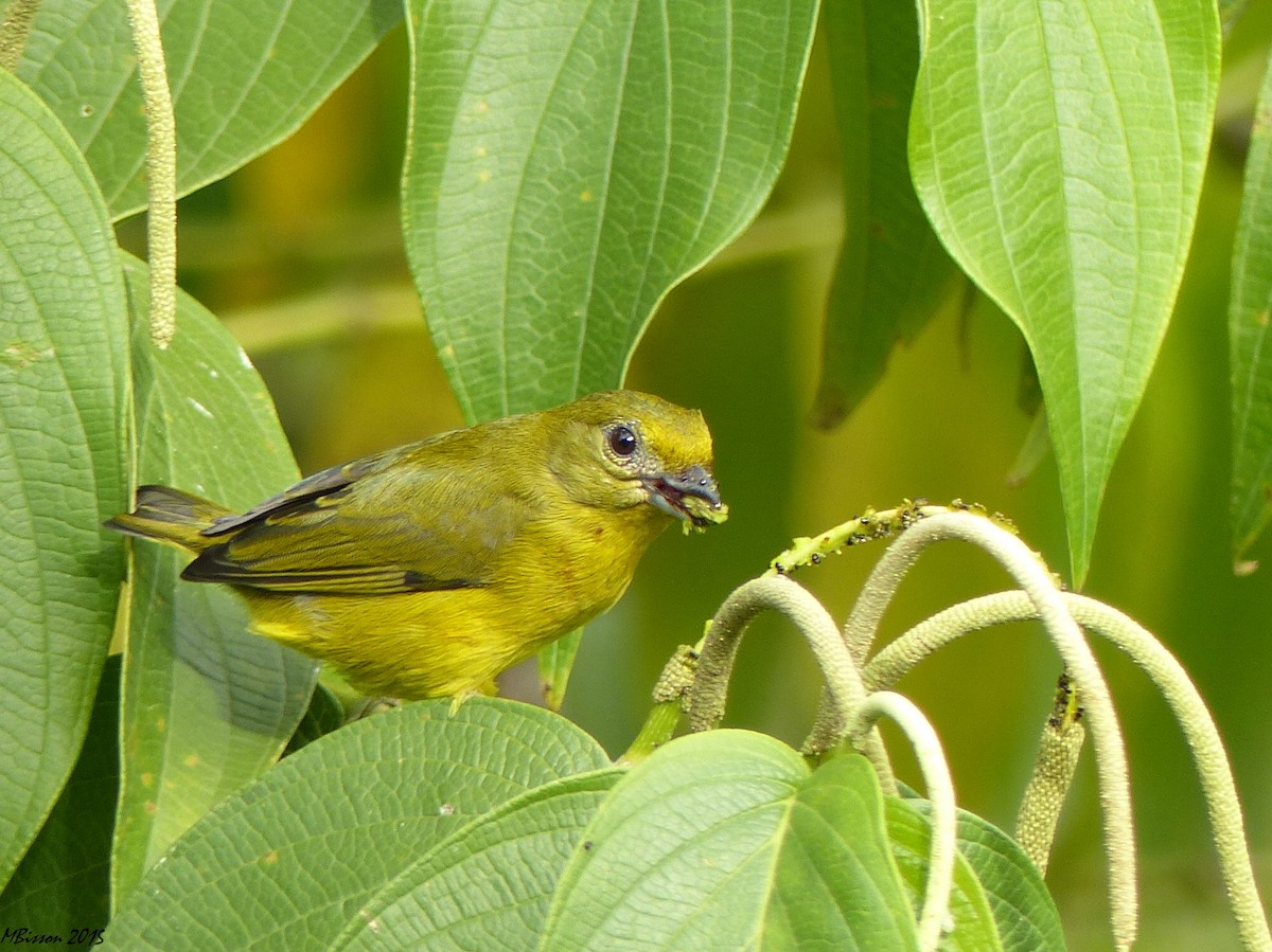 Violaceous Euphonia - Micheline Bisson