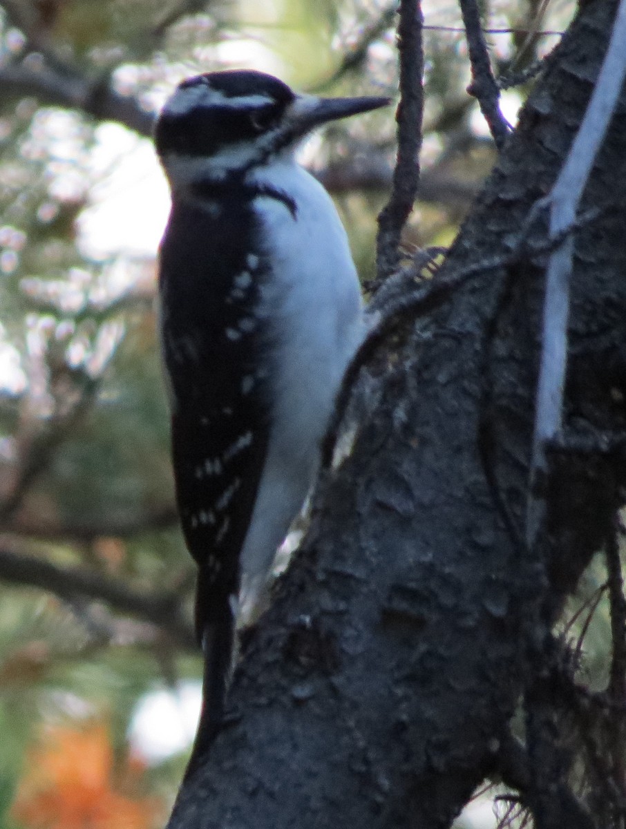 Hairy Woodpecker - ML375141551