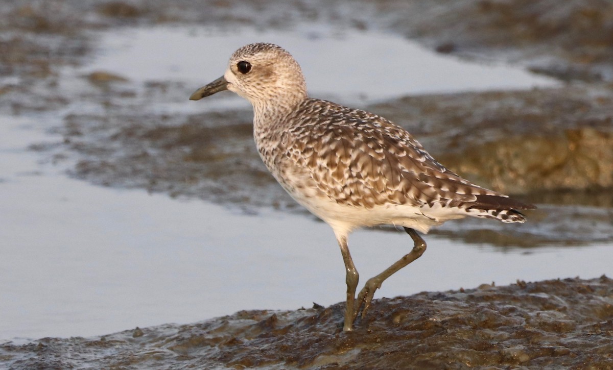 Black-bellied Plover - ML375141921