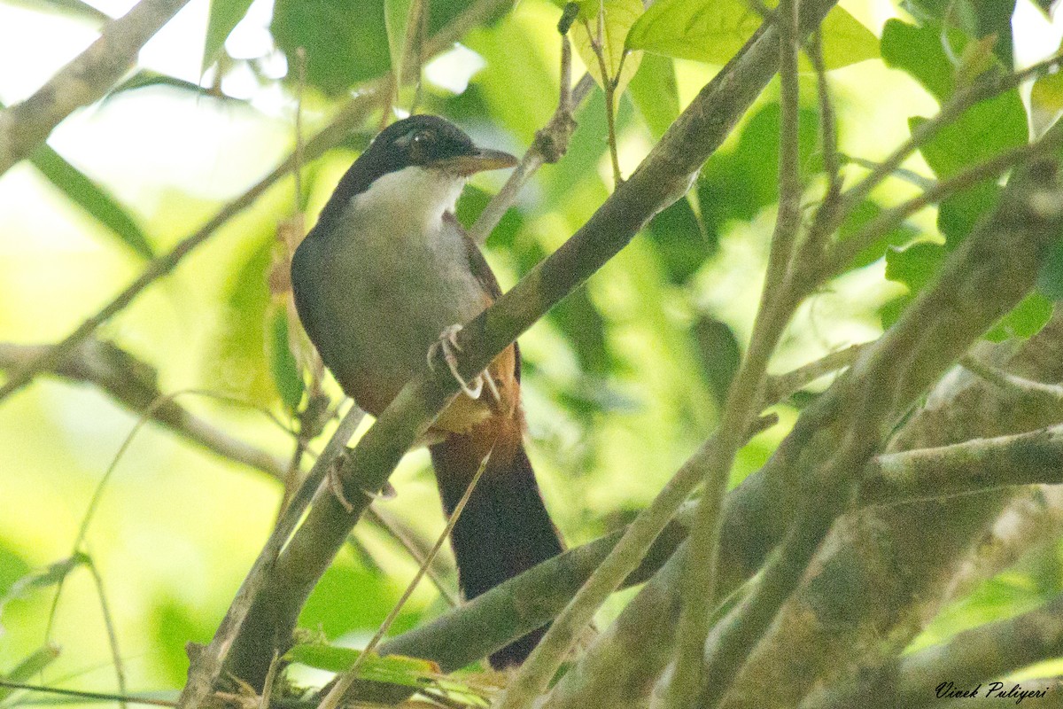 Wayanad Laughingthrush - ML37514401