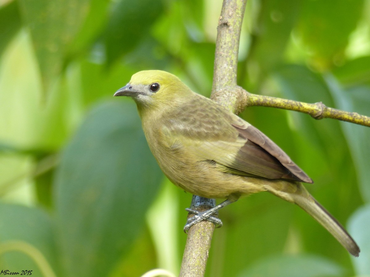 Palm Tanager - ML37514451