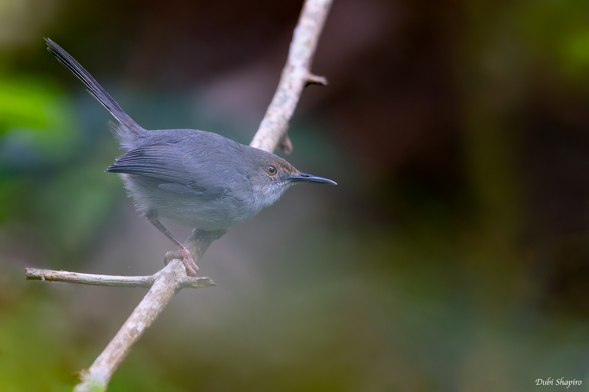 Long-billed Tailorbird (Long-billed) - ML375144551