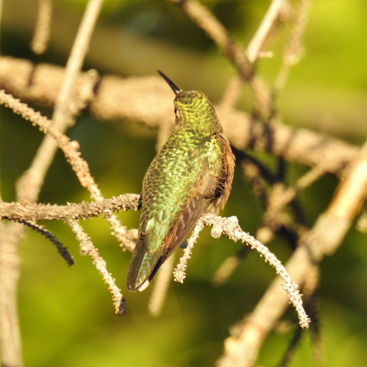 Broad-tailed Hummingbird - ML375145181