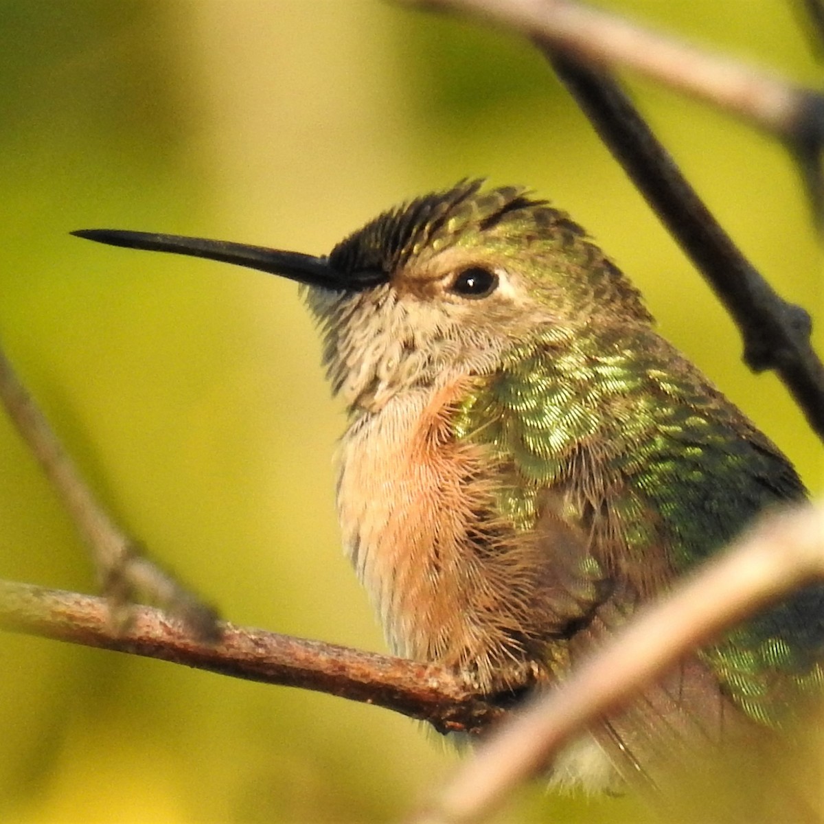 Broad-tailed Hummingbird - ML375145201