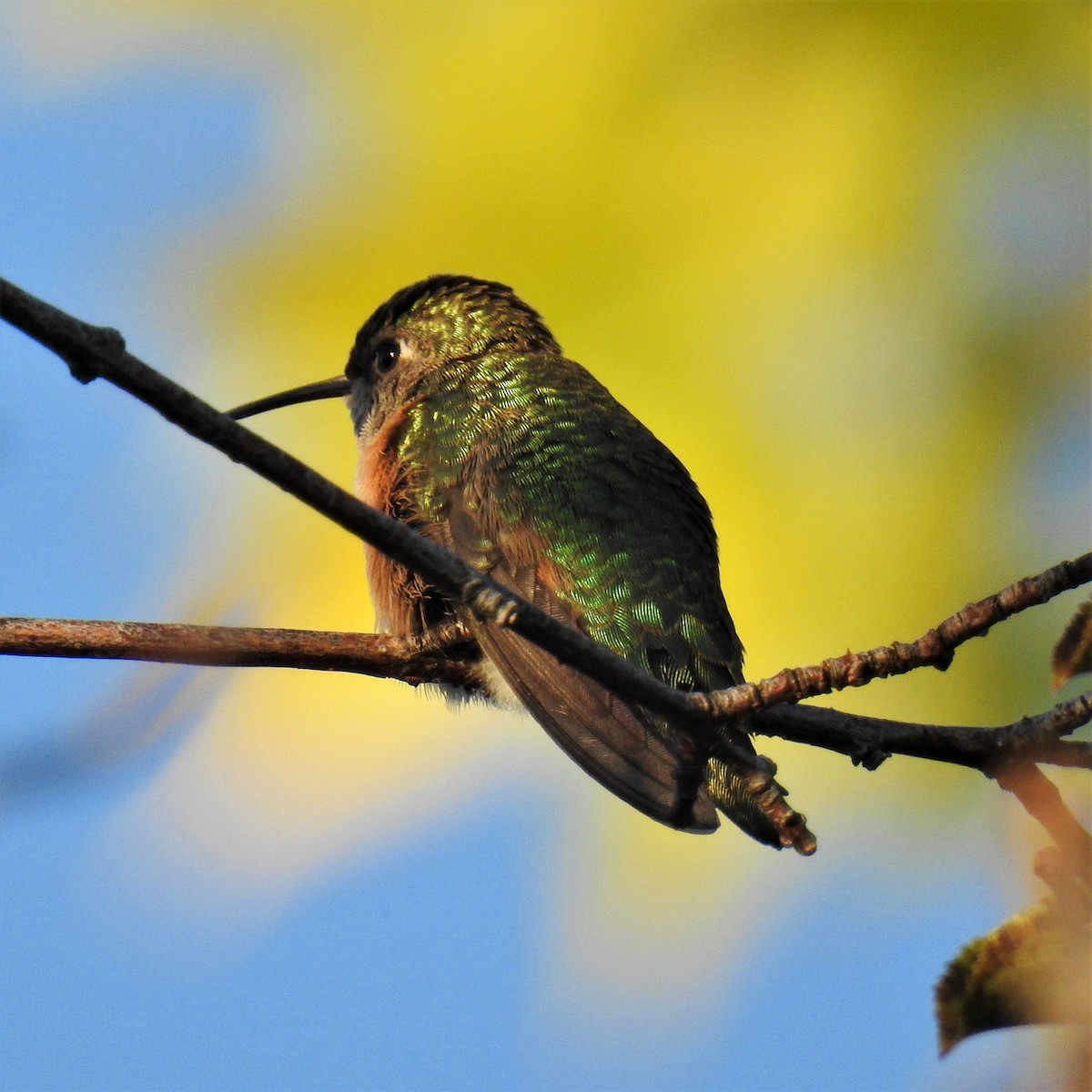 Broad-tailed Hummingbird - ML375145581