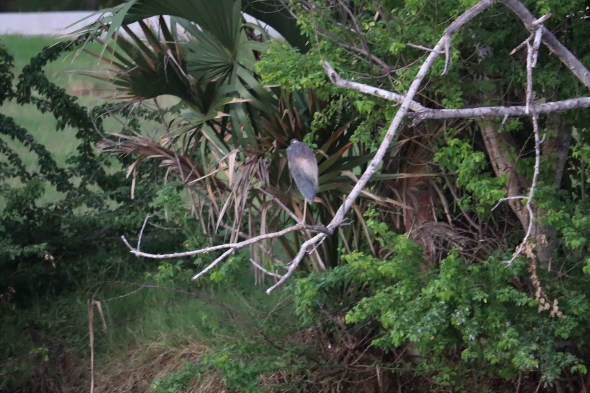 Great Blue Heron - ML375147981