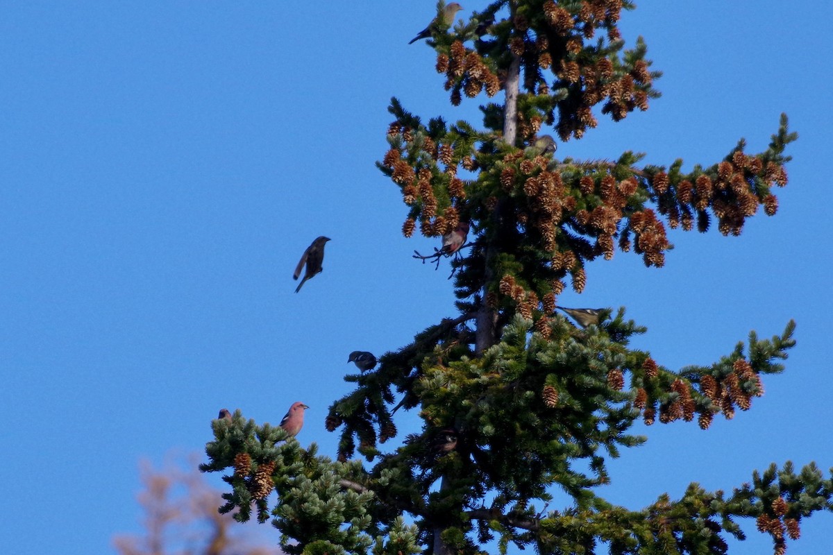 White-winged Crossbill - ML375148381