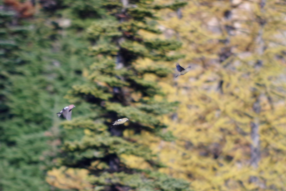 White-winged Crossbill - ML375148441