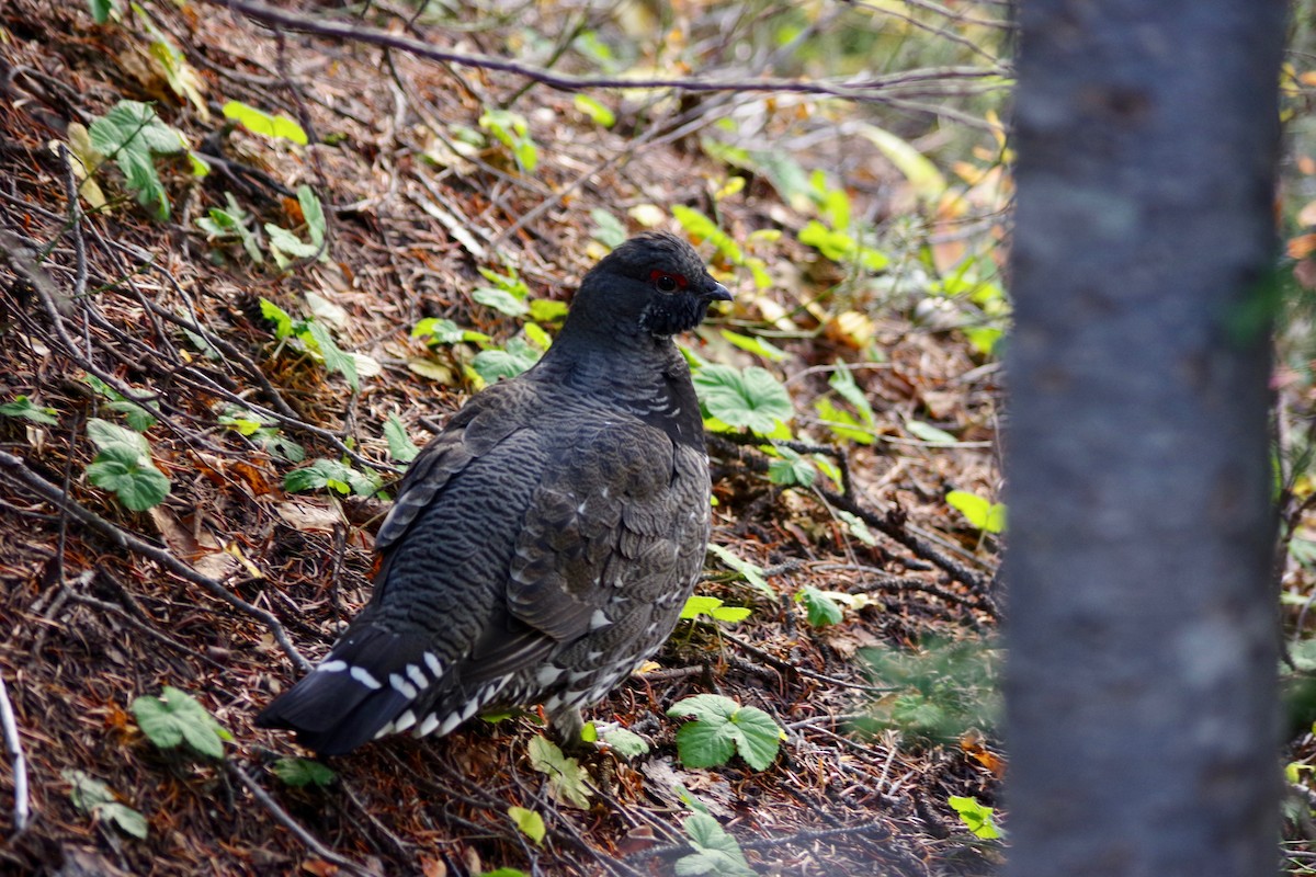 Spruce Grouse (Franklin's) - ML375148521