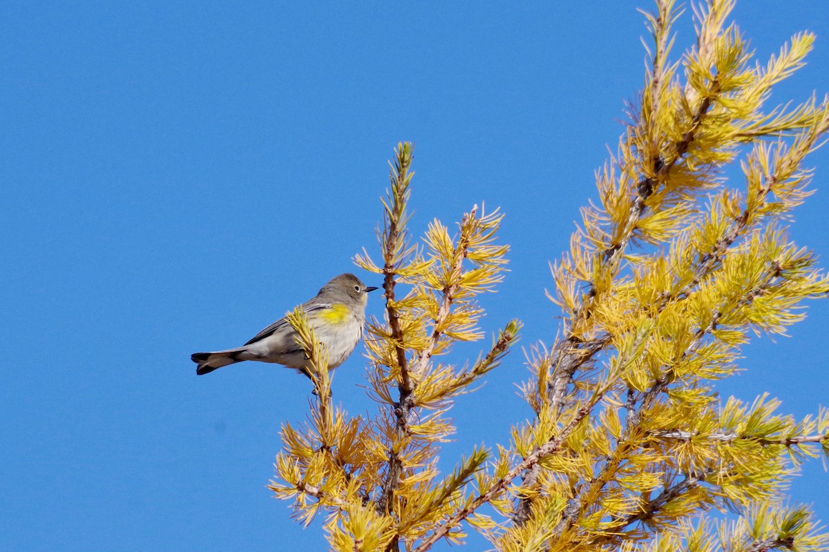 Yellow-rumped Warbler (Audubon's) - ML375148561
