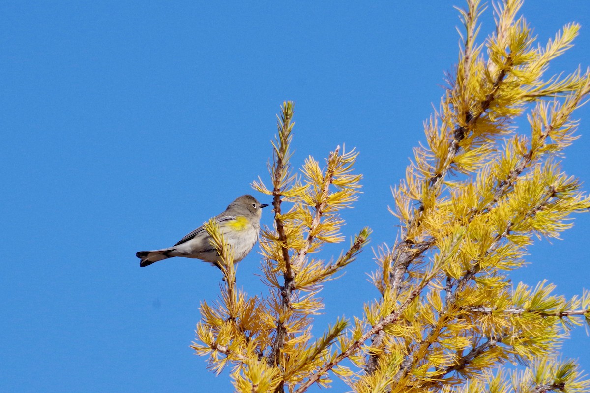 キヅタアメリカムシクイ（auduboni） - ML375148561