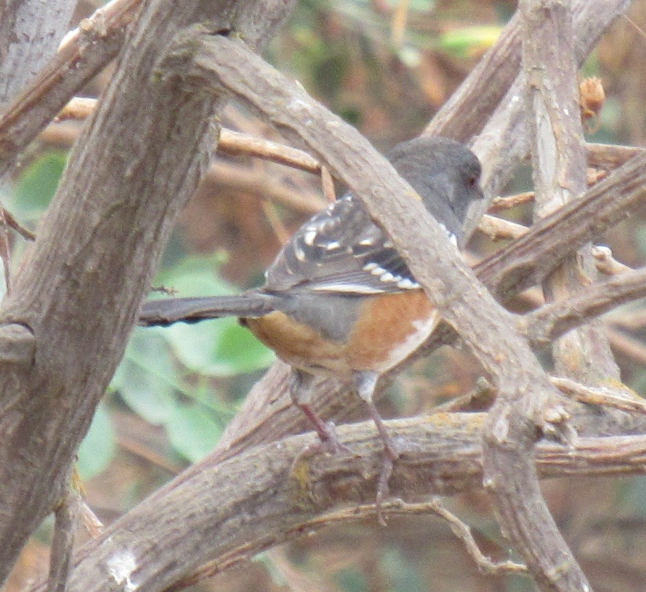 Spotted Towhee - ML37515031