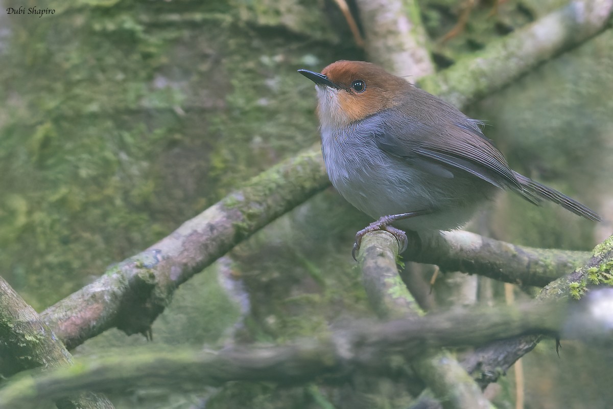 African Tailorbird - ML375152521