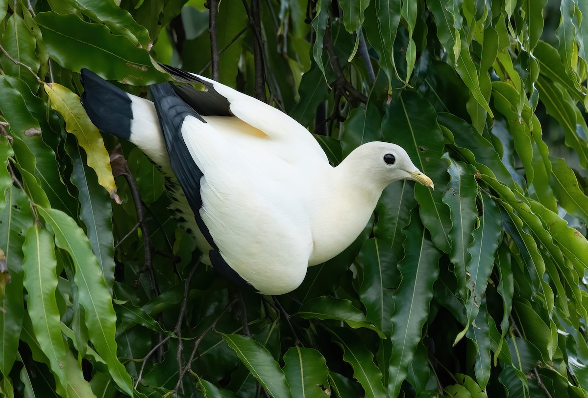 Torresian Imperial-Pigeon - ML375153011