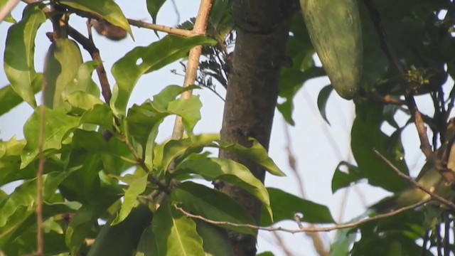 Large-billed Leaf Warbler - ML375156091