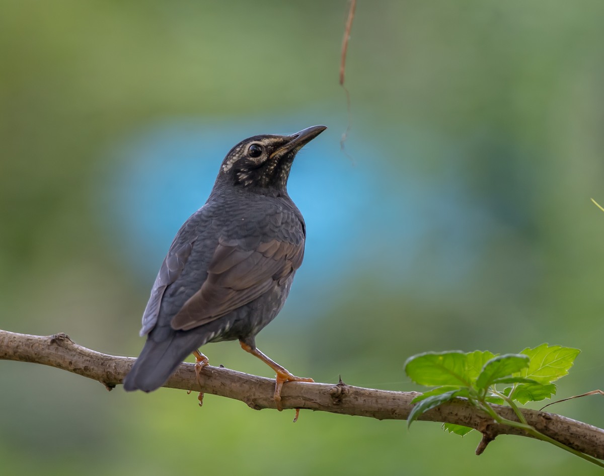 Siberian Thrush - ML375156991