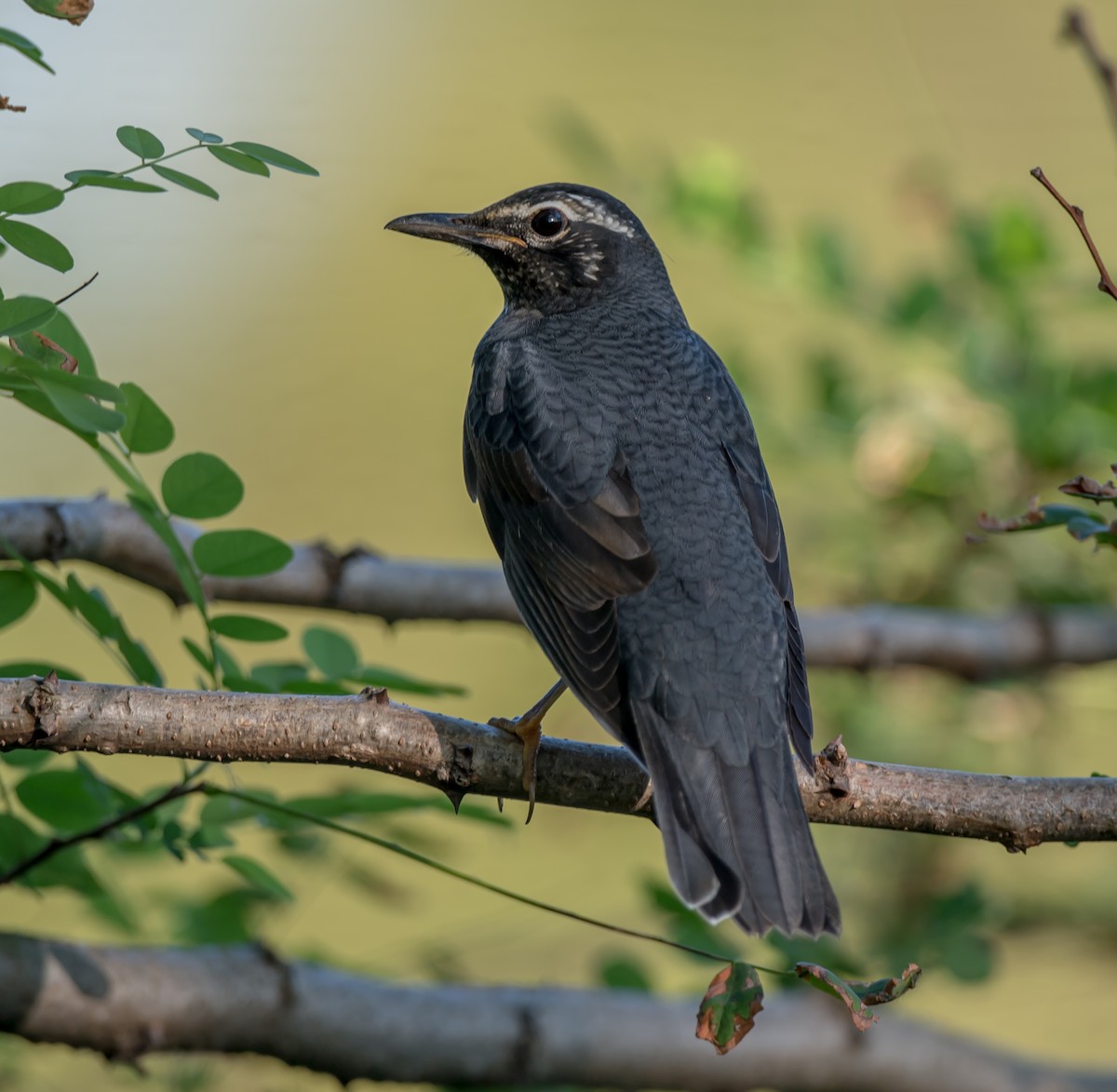 Siberian Thrush - ML375157001