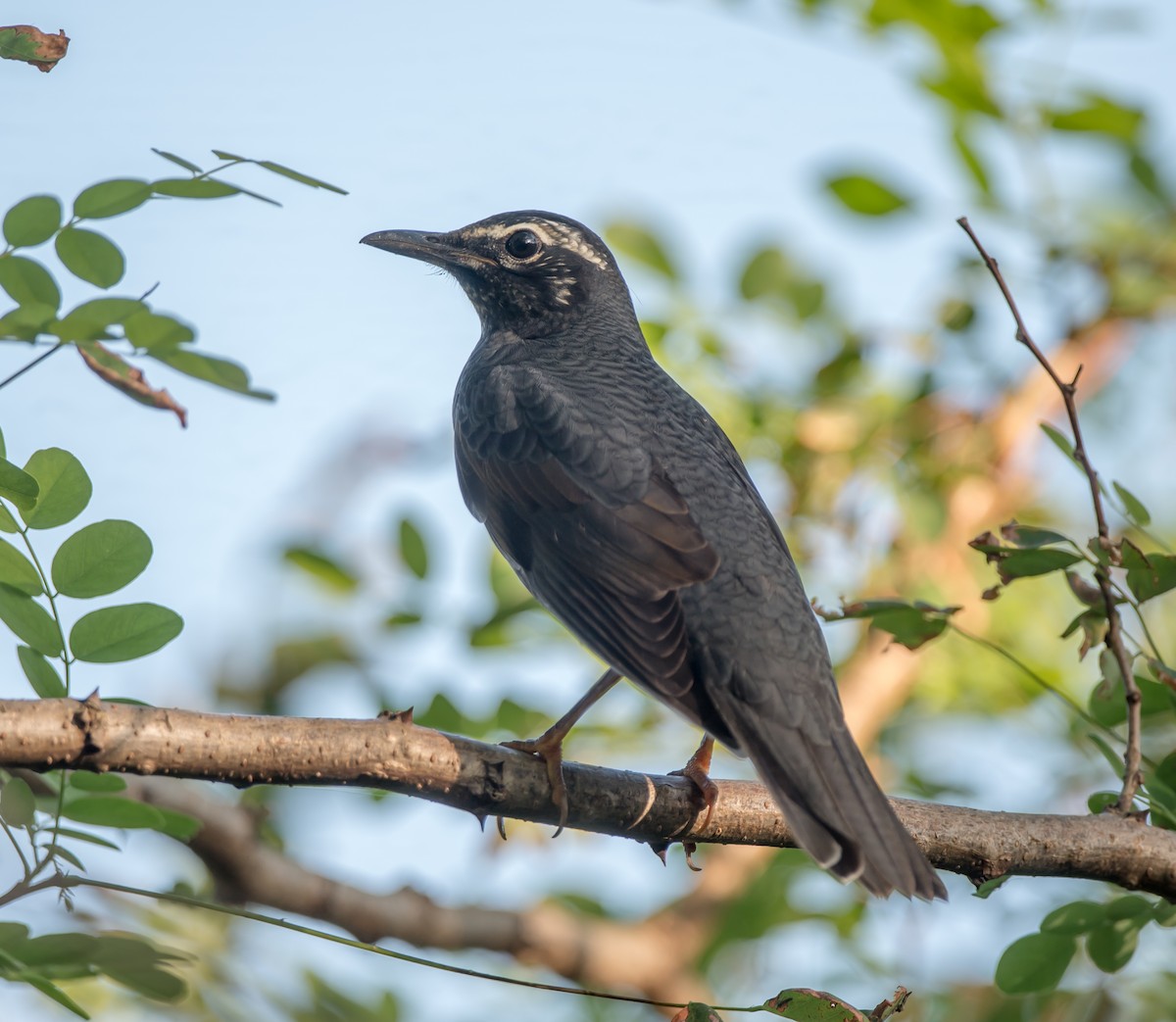 Siberian Thrush - ML375157021