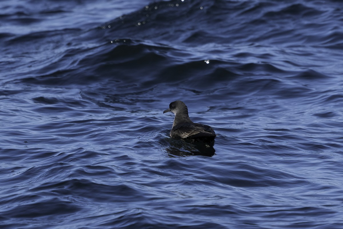 Short-tailed Shearwater - Derek Lecy