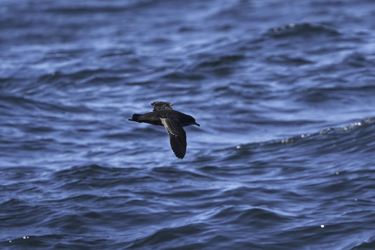 Short-tailed Shearwater - ML375157251