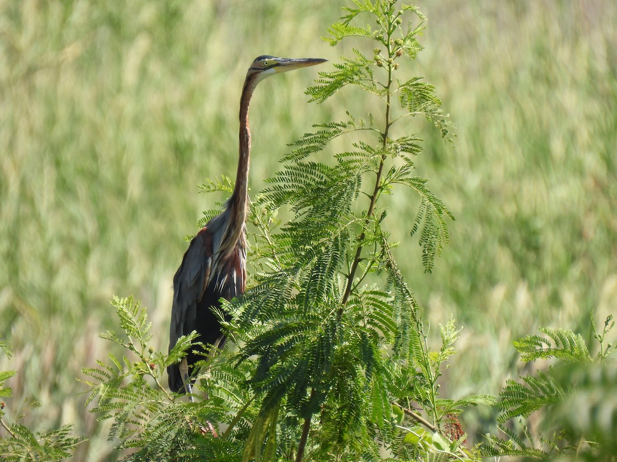 Purple Heron - ML375160911