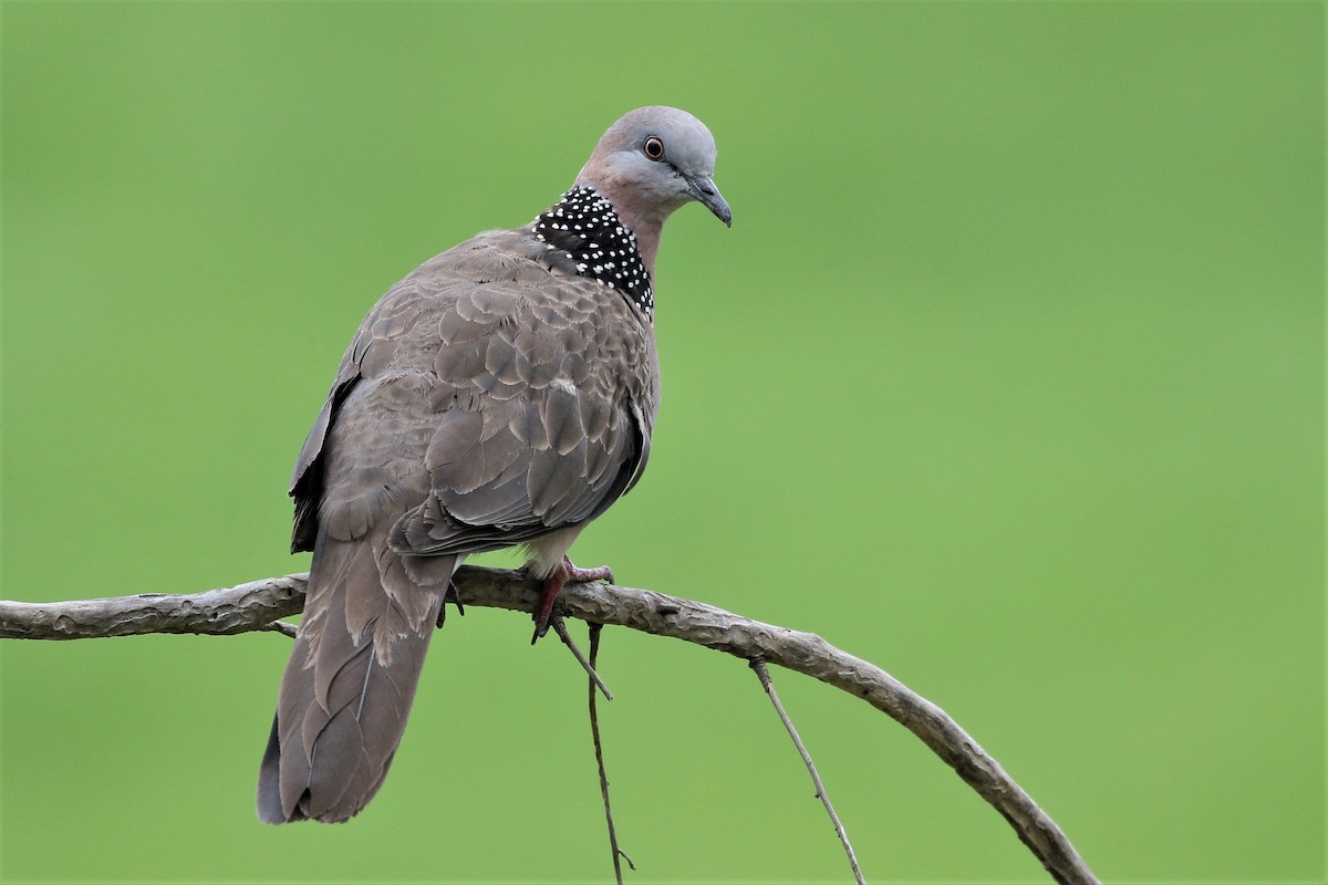 Spotted Dove - ML375164601