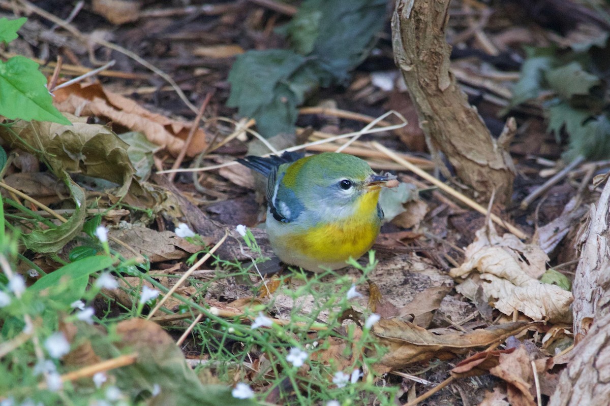 Northern Parula - ML375168221