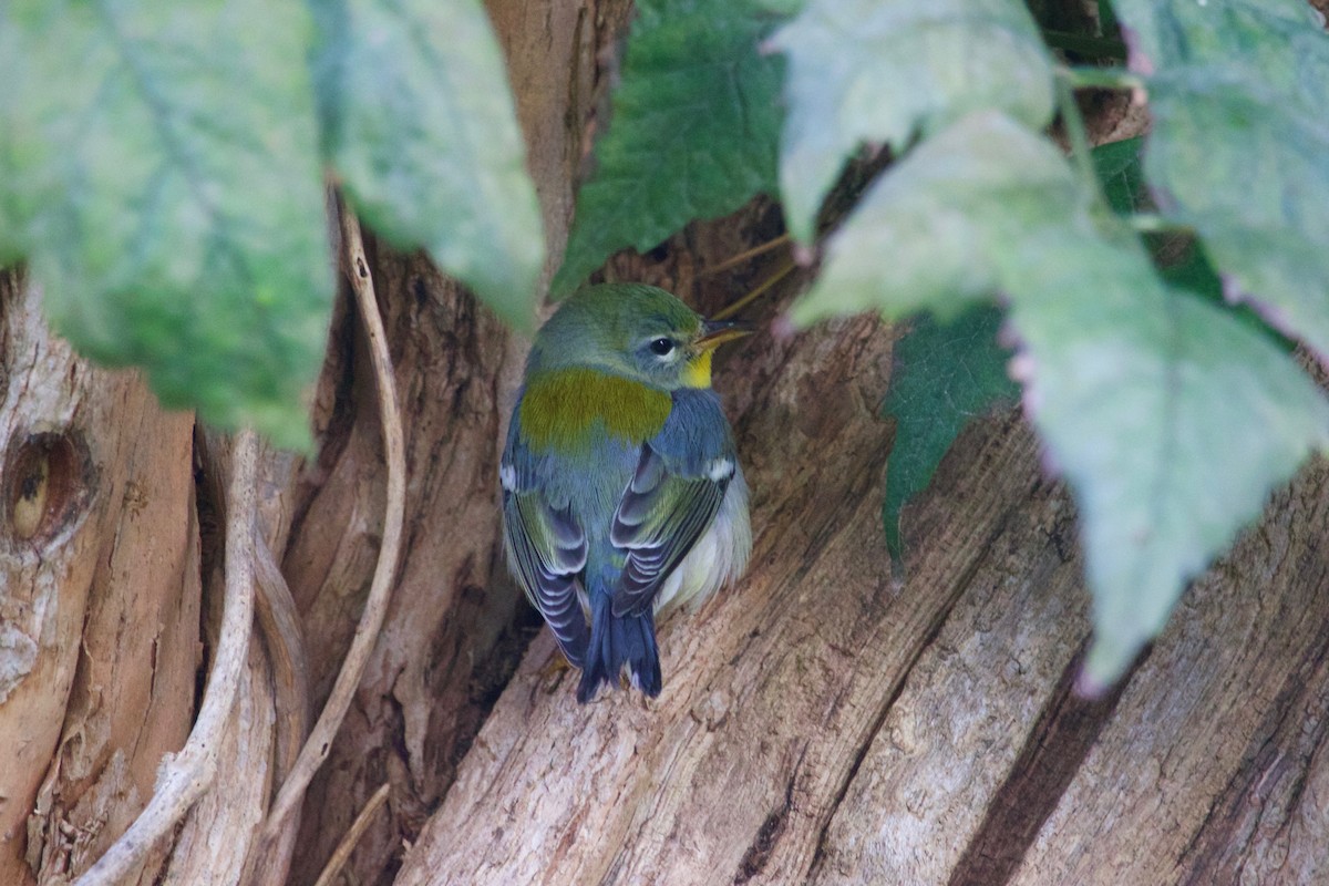 Northern Parula - ML375168231