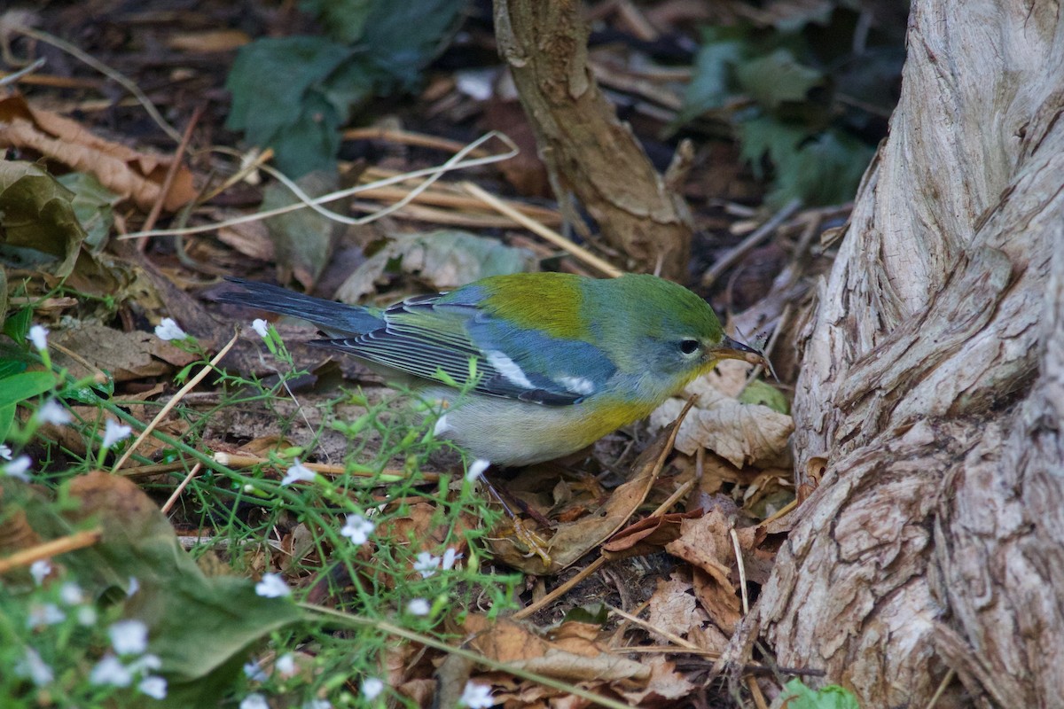 Northern Parula - ML375168241